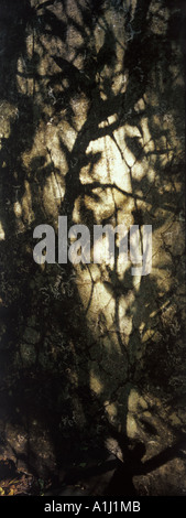 Ombre de l'arbre sur la paroi Banque D'Images