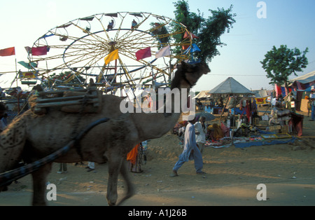 Pushkar camel juste l'Inde Banque D'Images