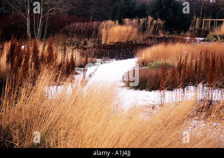 Pensthorpe millénaire ,jardin ,Norfolk graminées, têtes de graine d'hiver et neige, Piet Oudolf design Banque D'Images