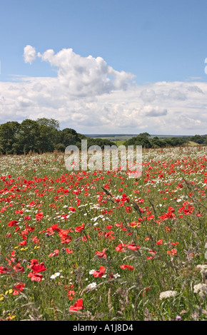 Champ en jachère dans Yorkshire du Nord en juillet 2004 avec Papaver rhoeas Coquelicot et camomille matricaire inodore Tripleurospermum inodorum fleurs Banque D'Images