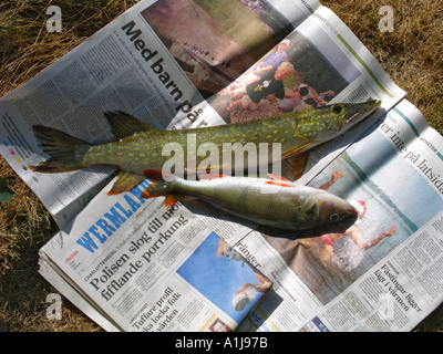 La perche et le brochet sur fraîchement pêchés avant de nettoyer et de l'éviscération de journaux Banque D'Images