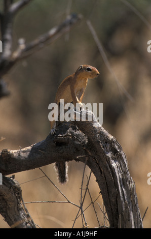 Unstriped ground squirrel Ha83 rutilus Kenya Banque D'Images