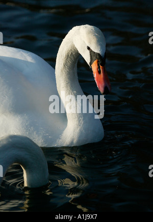 Les Cygnes tuberculés, Cygnus olor, Duddingston Loch, Édimbourg, Écosse Banque D'Images