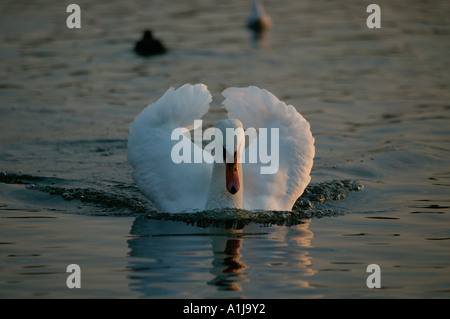 Mute, Swan, Cygnus olor, au coucher du soleil sur la natation Duddingston Loch, Édimbourg, Écosse, Banque D'Images