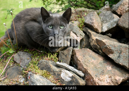 Un chat est assis sur un mur en pierres sèches typique dans la partie continentale de l'Ecosse Orkney Stromness Banque D'Images