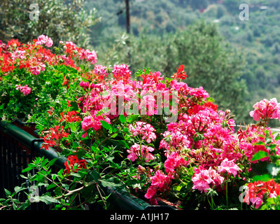 Profusion de géraniums pélargonium sur la terrasse du toit dans le sud de l'Italie Banque D'Images