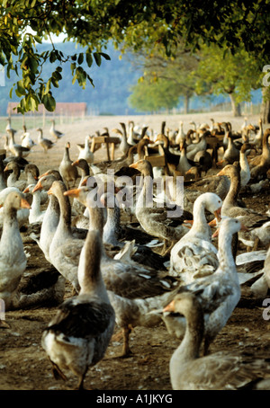 France dordogne, ferme d'oie Banque D'Images