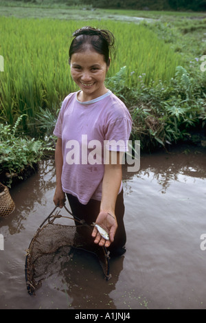 Tay, femme de la minorité ethnique qui attrape du poisson dans le riz paddy, village de Ban Bung, réserve naturelle de Na Hang, Vietnam Banque D'Images