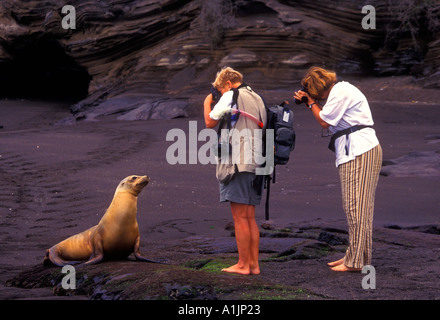 Photographier des otaries de Californie Zalophus californianus à la Baie James James Island Îles Galapagos Équateur Amérique du Sud Banque D'Images