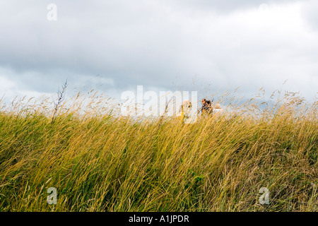 Le groupe marche à travers les hautes herbes. Jour de vent en Médoc France Banque D'Images