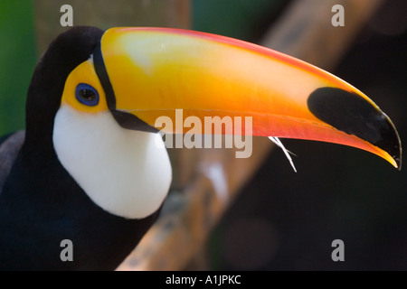 Toucan profil horizontal, légèrement au-dessus de l'Argentine (2005). Banque D'Images