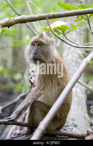 Macaque à longue queue la mère et l'enfant B (Krabi, Thaïlande 2005) Banque D'Images