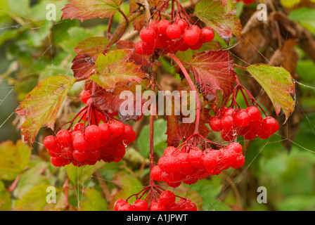 Baies Rose Guelder Banque D'Images