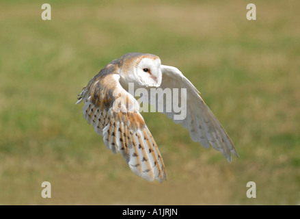 Effraie des clochers (Tyto alba) flying Banque D'Images