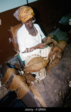 Cuba La Havane à trier les feuilles de tabac classés à la Real Fabrica de Tabacos Partagas Partagas Cigar Factory Banque D'Images