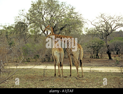 Le parc national Kruger en Afrique du Sud Octobre Girafe Giraffa camelopardis pâturage sur acacia Banque D'Images