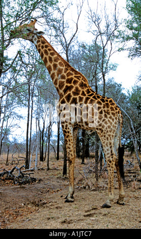 Le parc national Kruger en Afrique du Sud Octobre Girafe Giraffa camelopardis pâturage sur acacia Banque D'Images