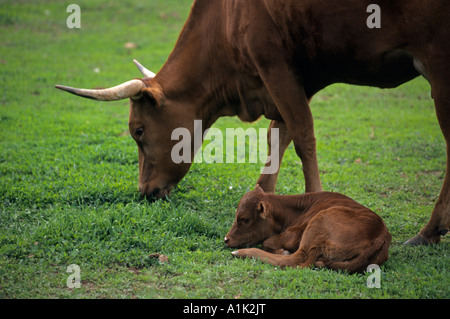 Vache mère broute tout en veau dort sur l'herbe à Littleton Historical Museum de Denver (Colorado USA Banque D'Images