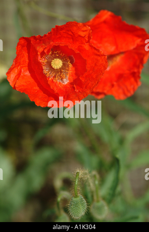 Fleur de pavot d'Islande Wonderland en fleur dans un jardin de Cheshire England Royaume-Uni UK Banque D'Images