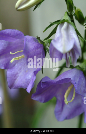 Libre de Canterbury Bell en pleine floraison dans un jardin de Cheshire England Royaume-Uni UK Banque D'Images