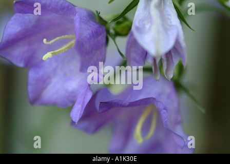 Libre de Canterbury Bell en pleine floraison dans un jardin de Cheshire England Royaume-Uni UK Banque D'Images