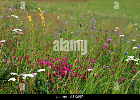 Fleurs différentes on meadow Banque D'Images
