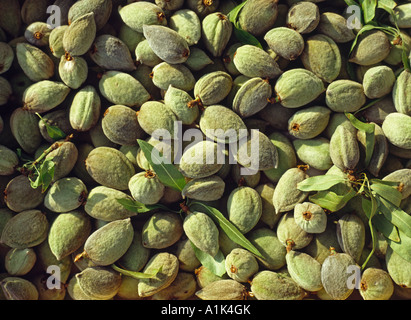 Amandes / Prunus dulcis Banque D'Images