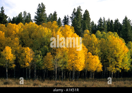 Trembles briller avec la lumière d'automne dans le Parc National des Montagnes Rocheuses au Colorado USA Banque D'Images