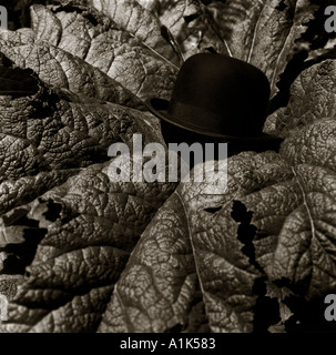 Chapeau Melon Feuille préhistorique Banque D'Images