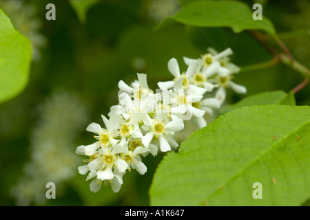 Bird Cherry Prunus padus en fleur l'Angleterre Banque D'Images