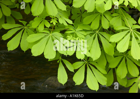 Frais des feuilles de Marronnier Aesculus hippocastanum Banque D'Images