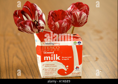 Tulipes au nord de l'Angleterre Tulip show Wakefield Yorkshire en carton de lait Banque D'Images