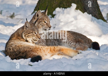 Dans snow lynx d'Europe (Lynx lynx) Banque D'Images