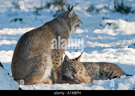Les lynx européen dans la neige. Et les jeunes adultes. (Lynx lynx) Bavière, Allemagne Banque D'Images