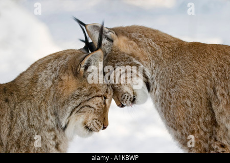 Deux lynx dans l'amour en hiver - Lynx Banque D'Images
