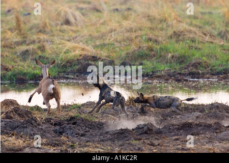 Wilddogs africaine - Lycaon pictus - sont une chasse carless jeune koudou. Du Linyanti, Chobe National Park, Botswana, Africa Banque D'Images