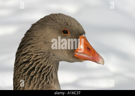 L'oie grise européenne - Grey goose (Anser anser) en hiver Banque D'Images