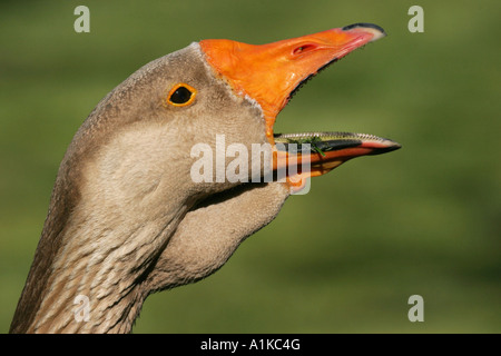 L'oie grise européenne - Grey goose (Anser anser) Banque D'Images