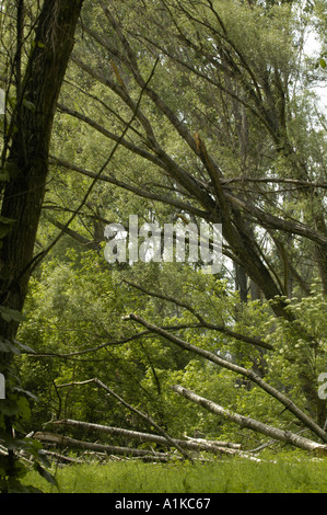 Schoenau au bord du Danube, les forêts riveraines Banque D'Images