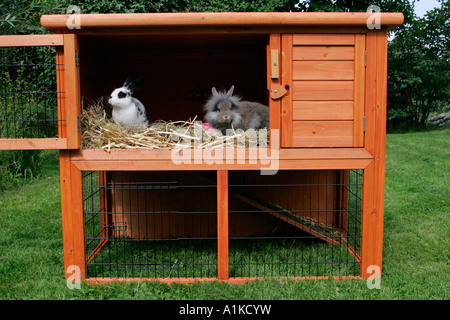 Animaux - lapins nains dans arabbit hutch Banque D'Images