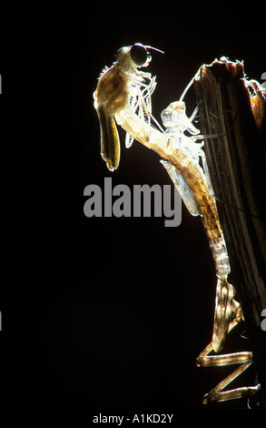 Développement d'un damslefly (Lestes sp.), série, Nr.6 Banque D'Images