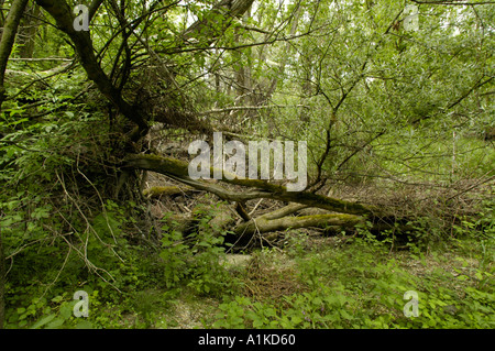 Schoenau au bord du Danube, les forêts riveraines Banque D'Images