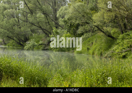 Schoenau au bord du Danube, les forêts riveraines Banque D'Images