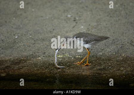 Plus Yellowleg (Tringa melanoleuca) manger du poisson Banque D'Images