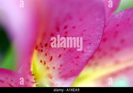 Pétale de lis Stargazer Banque D'Images