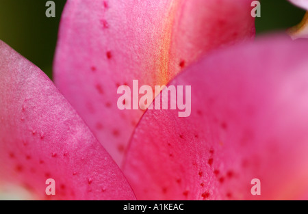 Pétale de lis Stargazer Banque D'Images