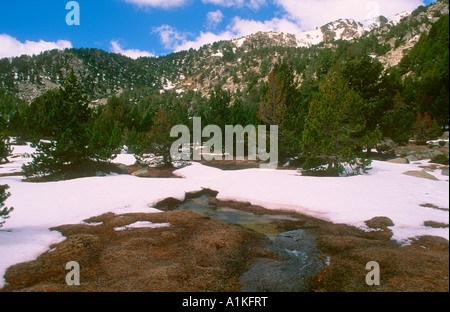 Les pins (Pinus mugo) forêt et la neige. Province de Gérone Pyrénées. Espagne Banque D'Images