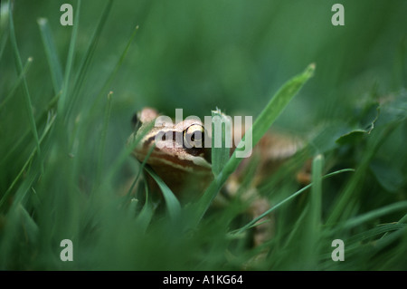 Un commonn frog se trouve bien caché dans une herbe épaisse s'il s beige couleur offre un très mauvais camouflage Banque D'Images