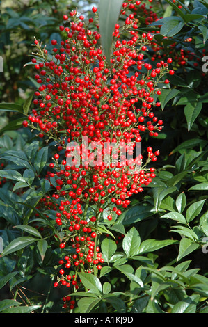 La Nandina domestica Richmond Le bambou sacré Banque D'Images