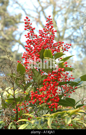 La Nandina domestica Richmond Le bambou sacré Banque D'Images